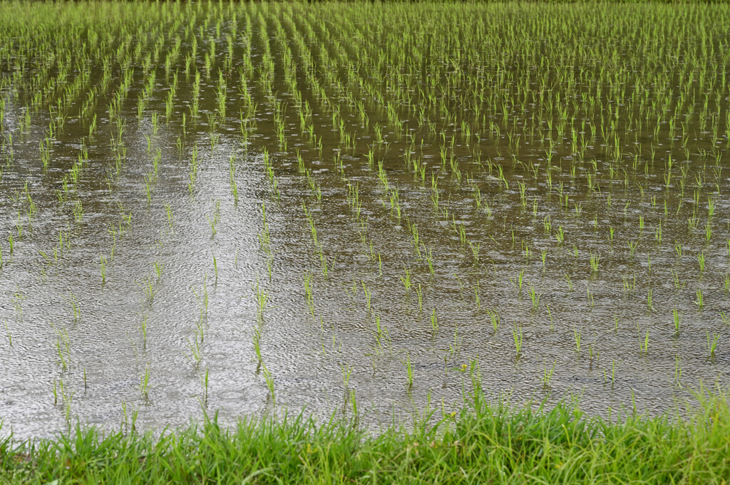 小雨の水田　田植え後１