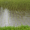 小雨の水田　田植え後１