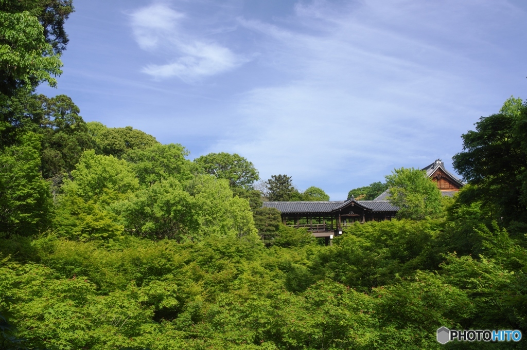 新緑の森