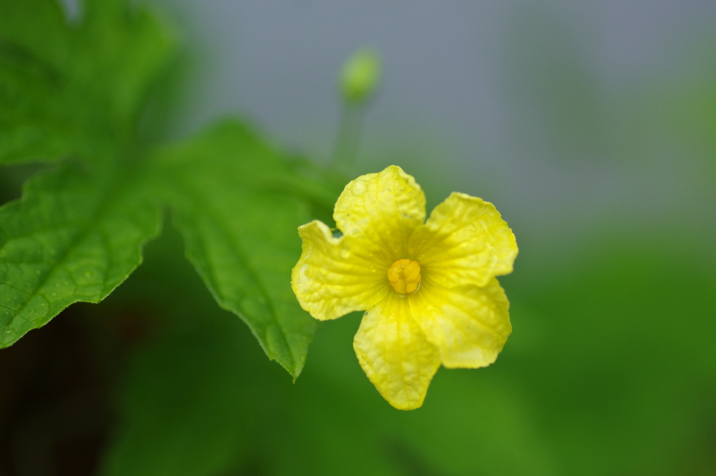 雨のごうやの花　