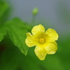 雨のごうやの花　