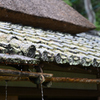 雨樋