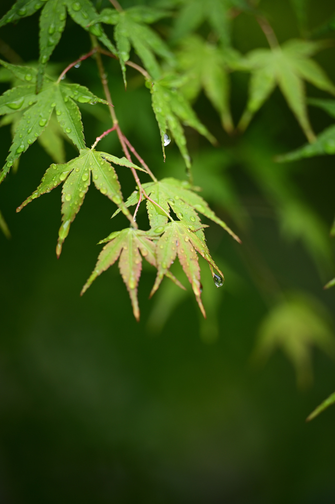 雨滴１