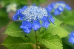 雨の額紫陽花１
