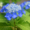 雨の額紫陽花１