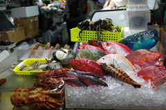 亜熱帯の鮮魚