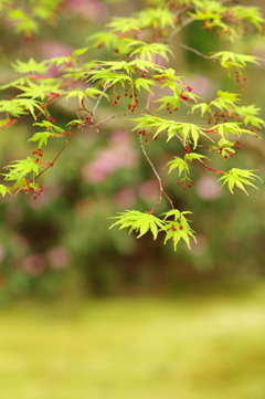 新緑ー花弁ー 新緑ー花弁ー