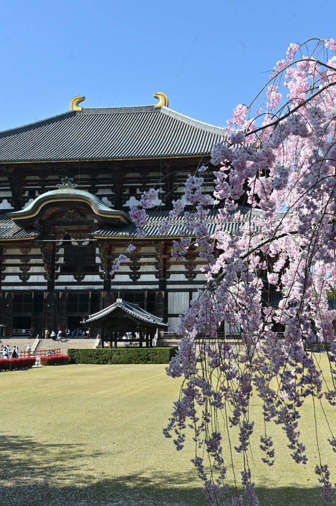 東大寺　枝垂れ桜１