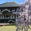 東大寺　枝垂れ桜１