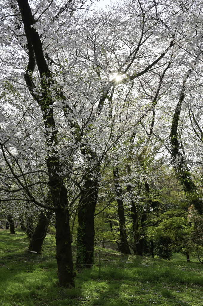 代々木公園の桜