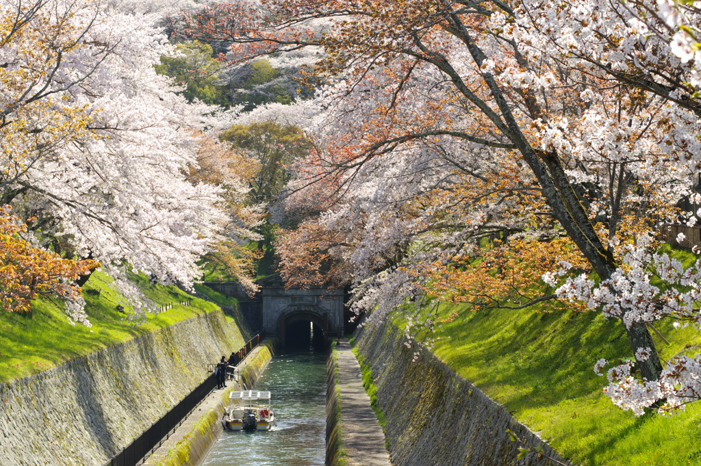 琵琶湖疎水　桜