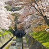 琵琶湖疎水　桜