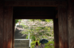 雨中の知恩院