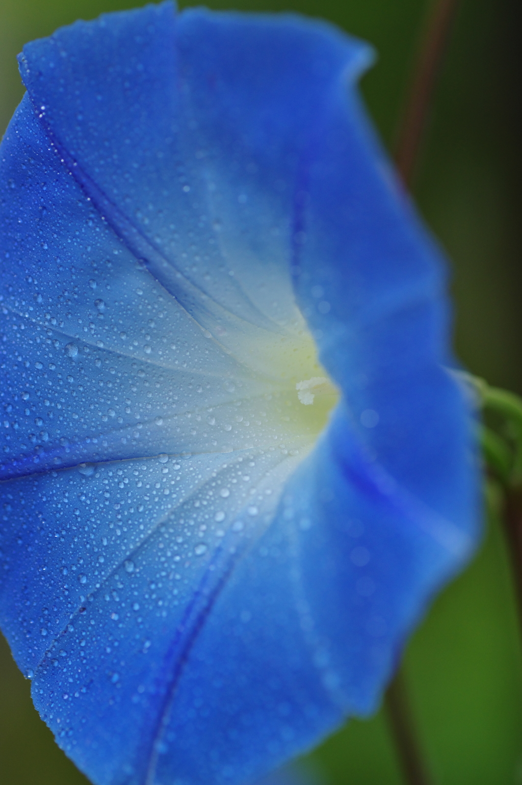 遅咲き、雨の朝顔