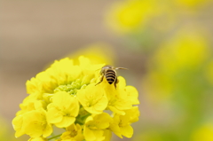 花粉だんご