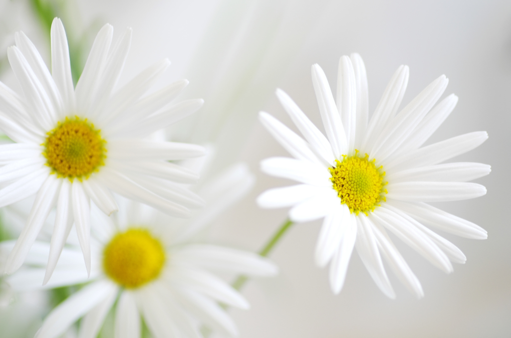 Pure　White