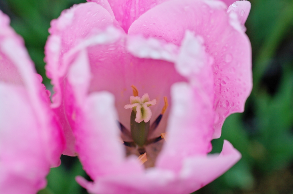 チューリップ　花心