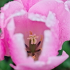 チューリップ　花心