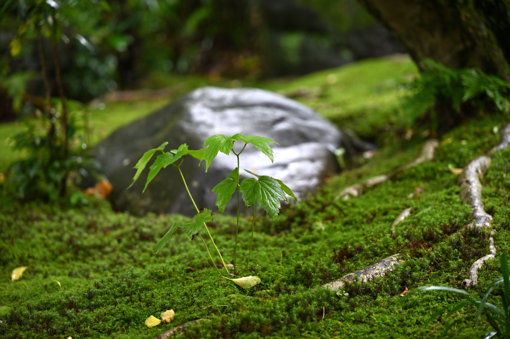 ひっそりと　雨上がり