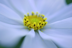 Silky Cosmos