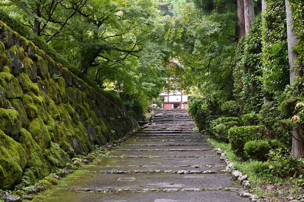 雨上がり　参道