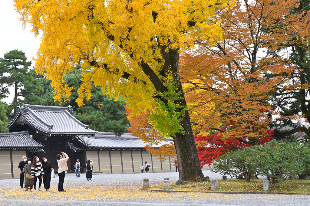 京都御所の秋