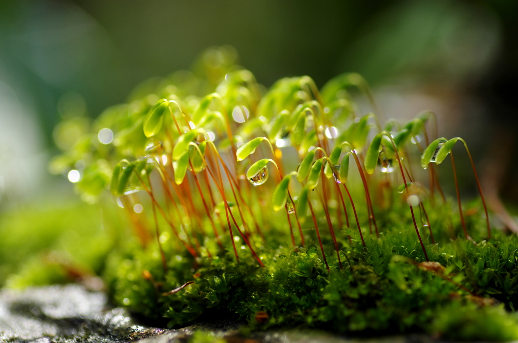 雨上がり　苔の芽吹き