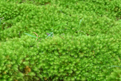 雨　苔の森