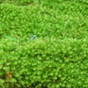 雨　苔の森