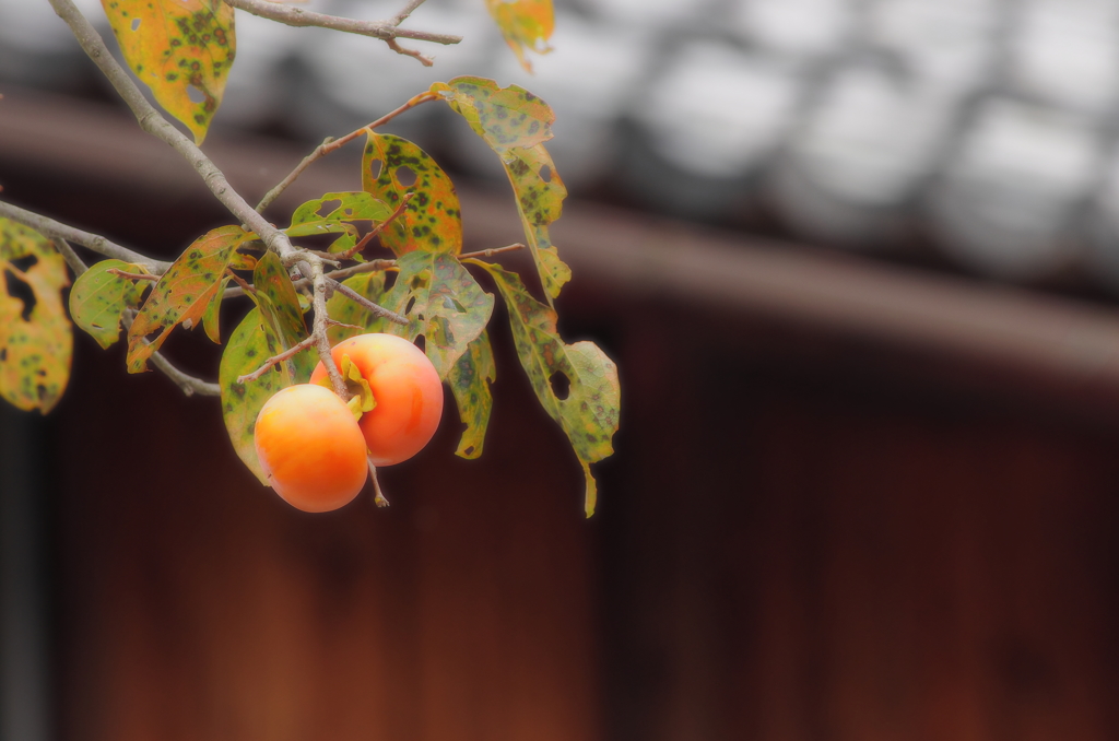 菅浦の秋