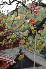 晩秋の日吉大社２