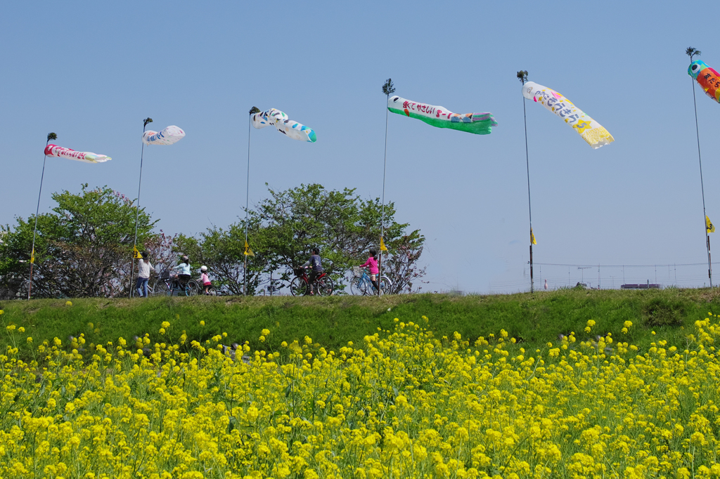 ふれあい鯉のぼり祭り