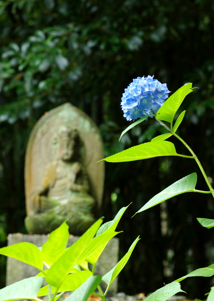 紫陽花の向こうに