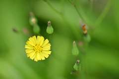 ジシバリの花