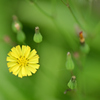 ジシバリの花