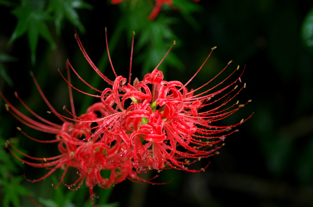 雨の曼珠沙華