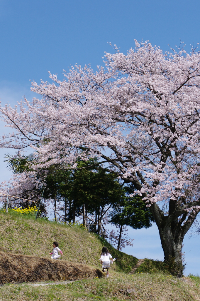 一本桜にいだかれて　その２