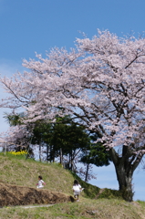 一本桜にいだかれて　その２