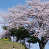 一本桜にいだかれて　その２