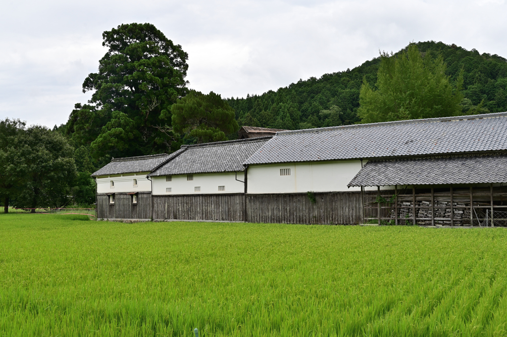 延喜式内･摩氣神社参道
