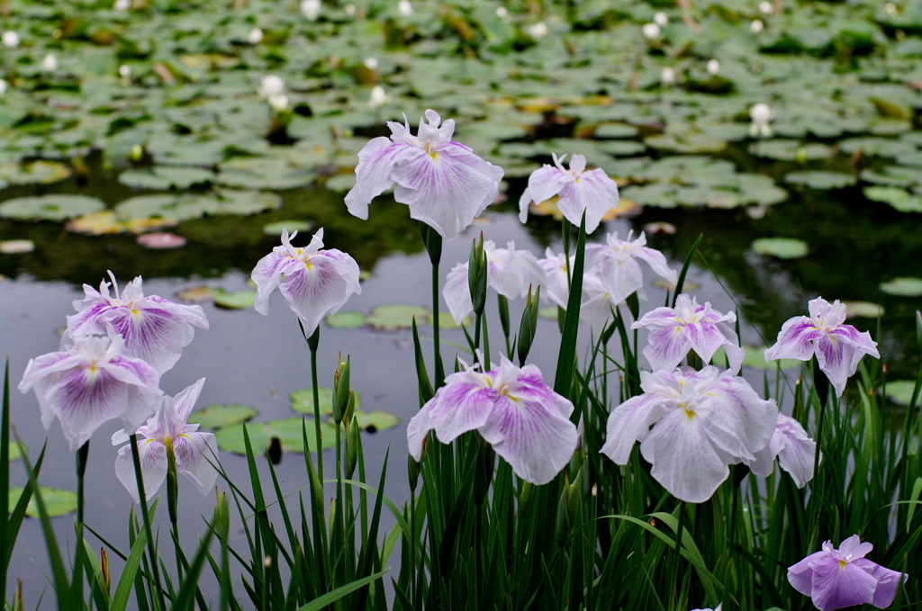 白花菖蒲　