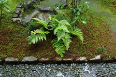 雨の興臨院2　