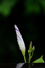 涼-あさがおのつぼみ- 涼-あさがおのつぼみ-