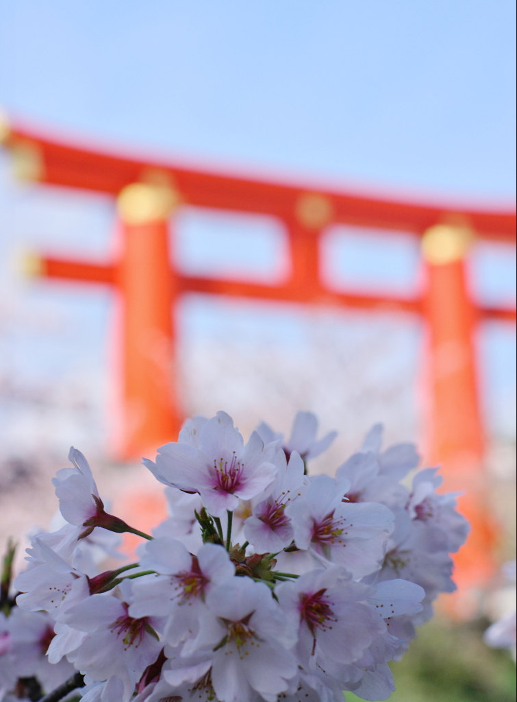 平安桜の夢