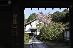 小春日和の雲龍院2