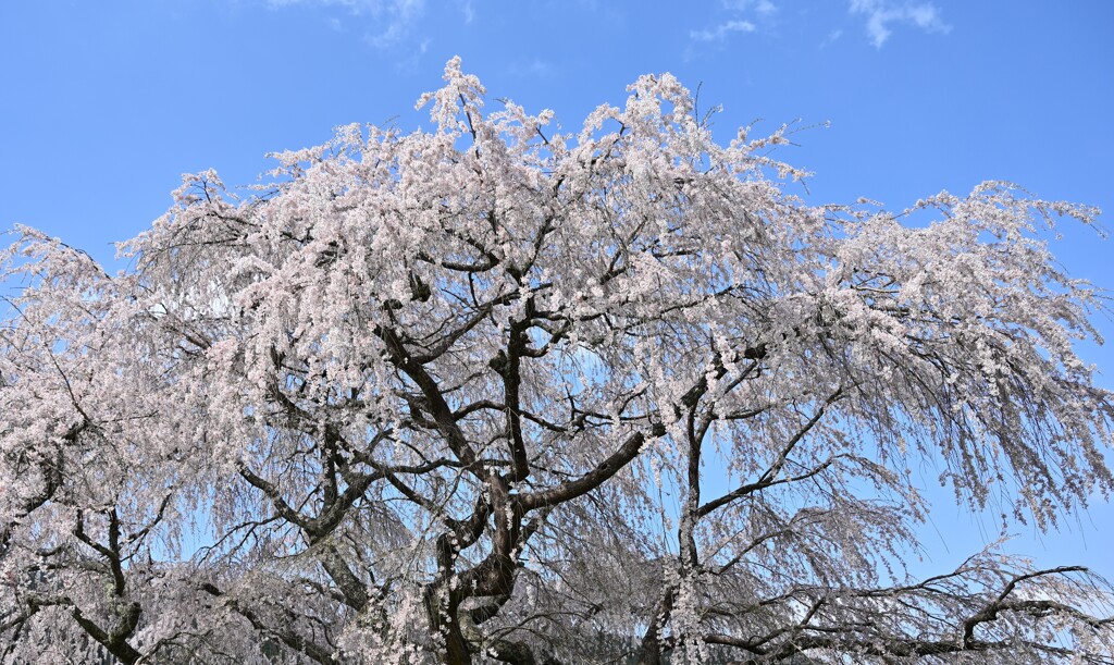 又兵衛桜２