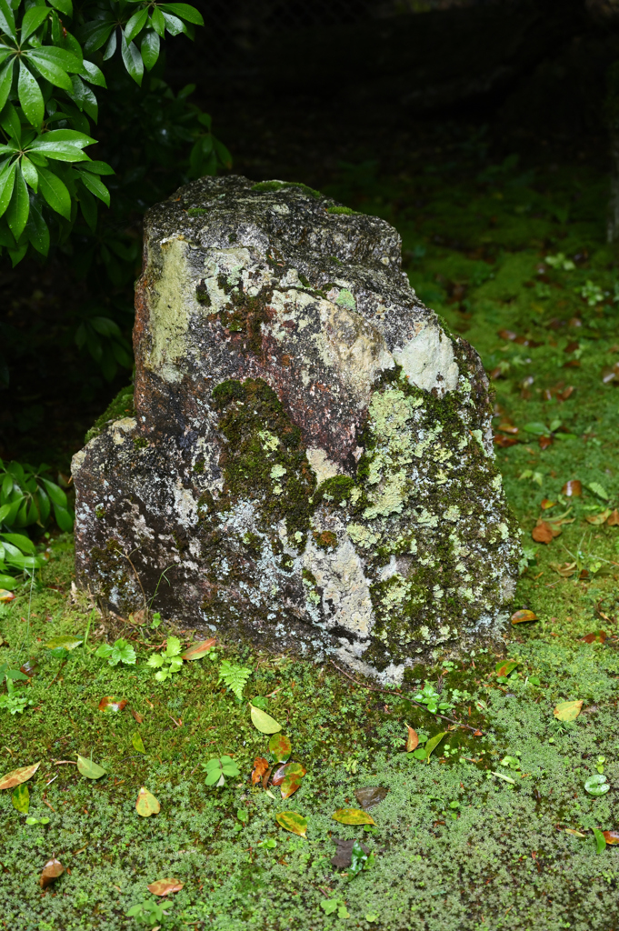 雨の来迎院　苔生す