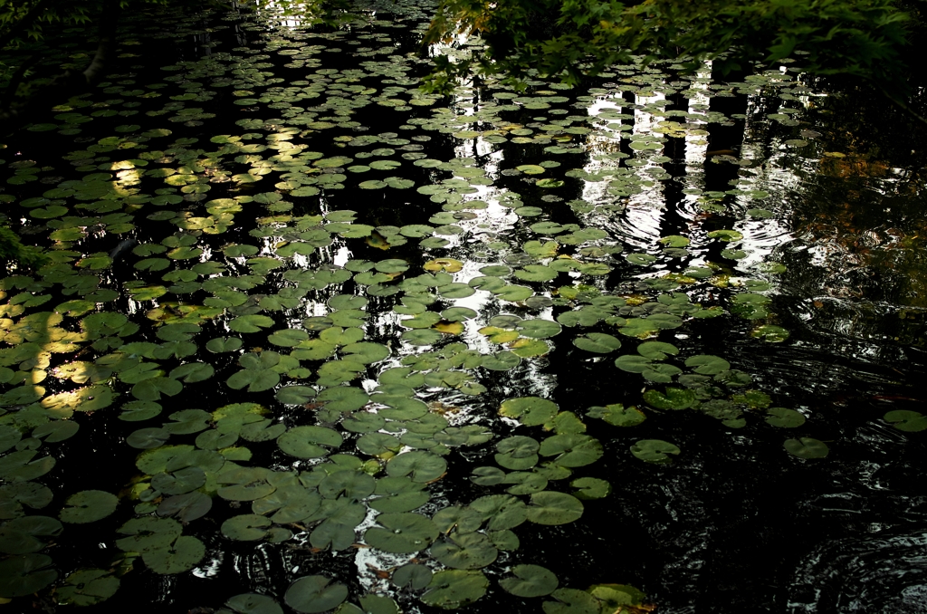 秋　－天授庵池泉－