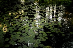 秋　－天授庵池泉－