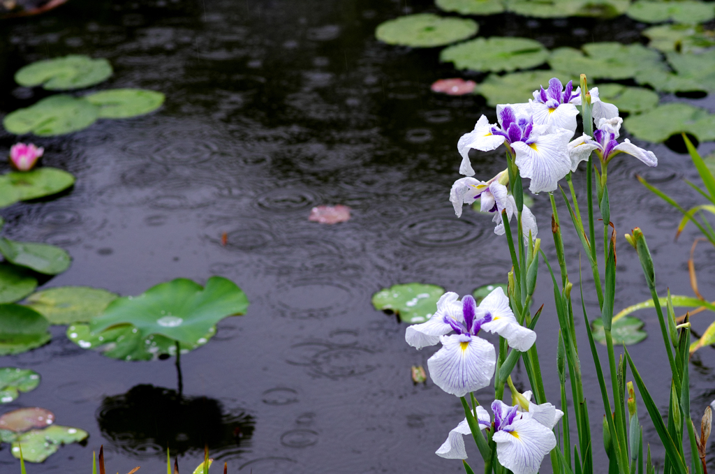 雨の花菖蒲